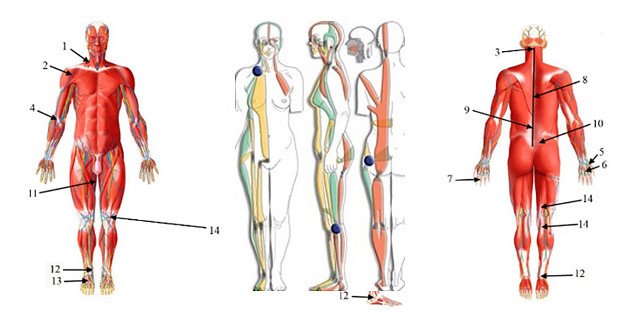 Anatomie détaillé du corps humain 